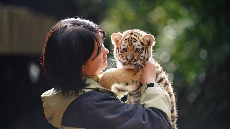 11 Adorable Tiger Cubs Make Their Debut in Kunming! 11 tiger cubs appear together in Kunming to meet tourists