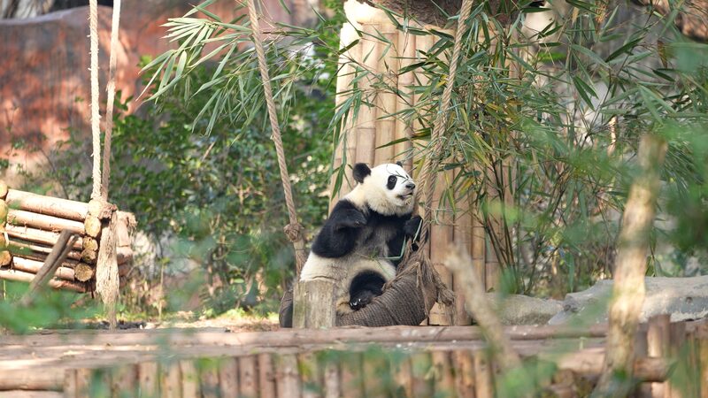 Meet the Adorable Pandas of Chengdu! A slice of Chengdu: These pandas are so adorable video poster