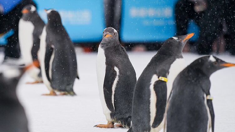 Penguin Parade Delights Visitors in Harbin’s Snow City Adorable 'ambassadors' participate in snow city's parade