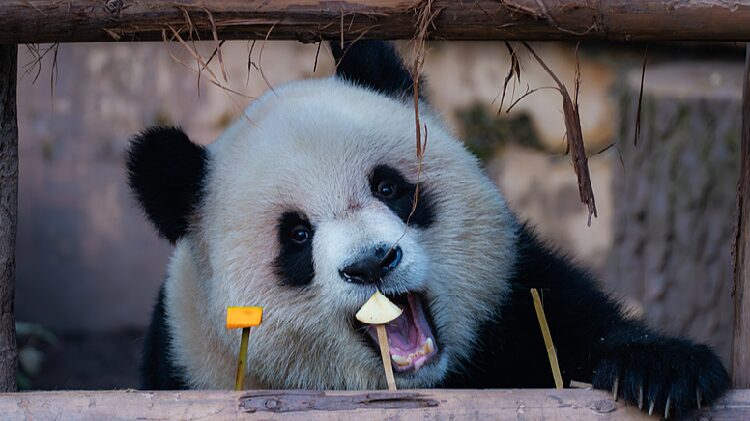 Adorable Panda Twins Yu Ke and Yu Ai Delight Visitors at Chongqing Zoo Adorable giant pandas enjoy leisurely time in Chongqing
