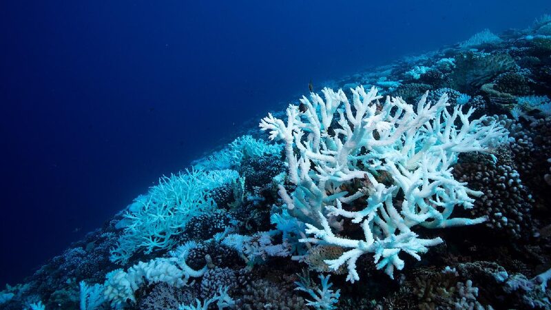 Ancient Ocean Crisis Gives Us a Peek at Our Future ๐ Ancient climate crisis offers warning on modern ocean acidification