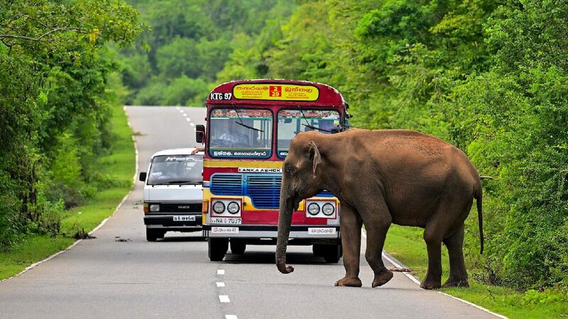 Around_50_wild_elephants_electrocuted_this_year_in_Sri_Lanka - My Global News: Young Voices Around 50 wild elephants electrocuted this year in Sri Lanka