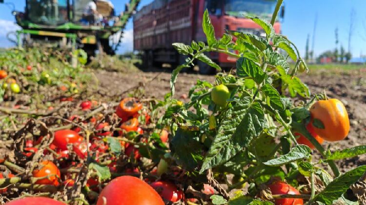 Xinjiang Tomatoes: What’s the Story Behind Your Ketchup? BBC hypes Xinjiang tomatoes: Violating rights in the name of 'caring'
