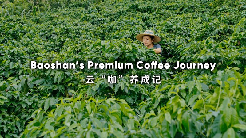 Baoshans_Premium_Coffee_Journey_poster - My Global News: Young Voices Baoshan's Premium Coffee Journey video poster