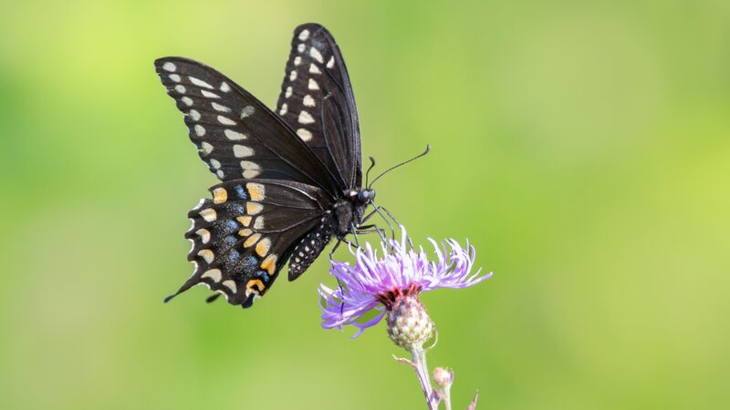 Canadian Scientists Use AI to Help Save Insects from Extinction ππ€ Canada AI project hopes to help reverse mass insect extinction
