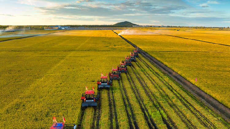 Chinas_grain_purchase_expected_to_reach_420_million_tonnes_in_2024 - My Global News: Young Voices China's grain purchase expected to reach 420 million tonnes in 2024