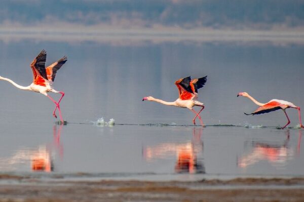 Flamingos Flock to China’s Yuncheng Salt Lake for Winter Spectacle! Flamingos winter at Yuncheng Salt Lake in Shanxi
