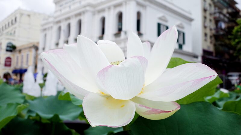Blooming Celebrations: Macao’s Fantastic Flower Festival! 🌼 Flower display honors 25th anniversary of Macao's return to motherland video poster