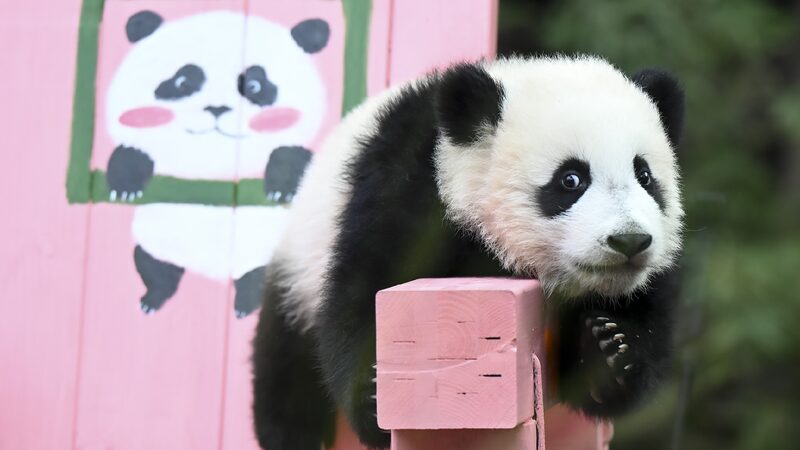 Giant panda cub Mei Zhu turns six months old in Guangzhou