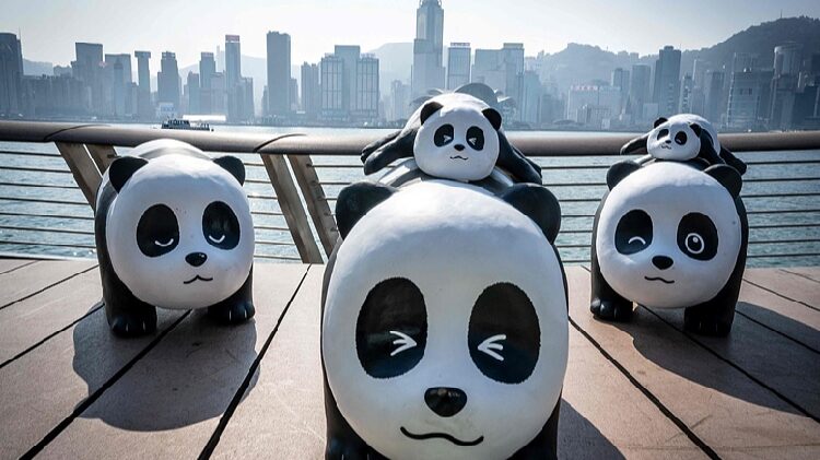 Giant Panda Sculptures Draw Crowds as They Tour Hong Kong Giant panda sculptures draw crowds as they tour Hong Kong