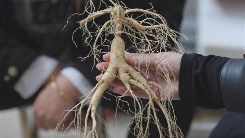 Discover How Ginseng Grows Strong in Liaoning! Ginseng cultivation thrives in Liaoning