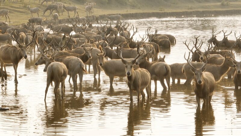 Guardians_of_the_wetlands_watch_over_milu_deer_poster - My Global News: Young Voices Guardians of the wetlands watch over milu deer video poster