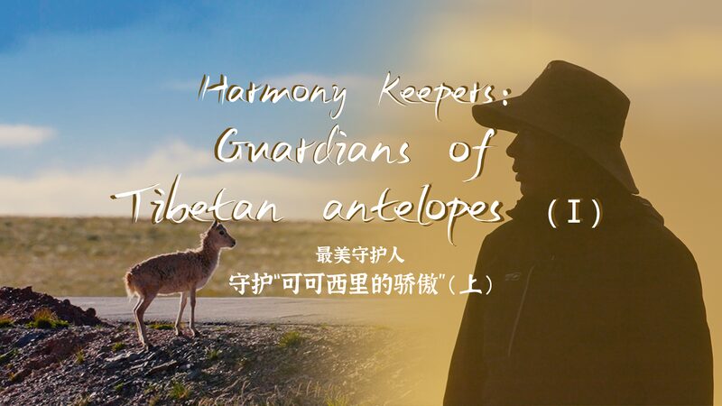 Harmony_Keepers_Guardians_of_Tibetan_antelopes_poster - My Global News: Young Voices Harmony Keepers: Guardians of Tibetan antelopes video poster