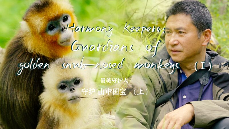 Guardians of the Golden Monkeys: Tang’s Adventure in the Forest! Harmony Keepers: Guardians of golden snub-nosed monkeys video poster