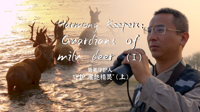 Guardians of the Milu Deer: How Heroes are Saving China’s Magical Deer! Harmony Keepers: Guardians of milu deer video poster