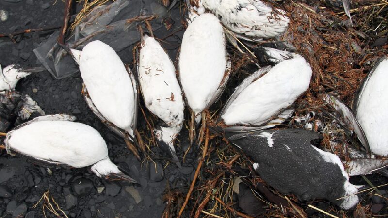 Heatwave Wipes Out Millions of Seabirds in Alaska ๐ฆ๐ Heat wave wiped out millions of seabirds, study reveals