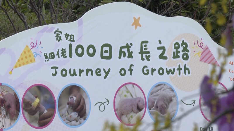 Hong Kong’s Panda Twins Celebrate 100 Days! ๐ผ๐ Hong Kong celebrates 100 days of locally-born panda twins