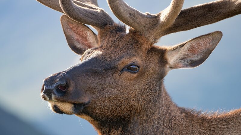 Infrared_cameras_capture_wild_deer_battling_for_territory_and_mates_poster - My Global News: Young Voices Infrared cameras capture wild deer battling for territory and mates video poster