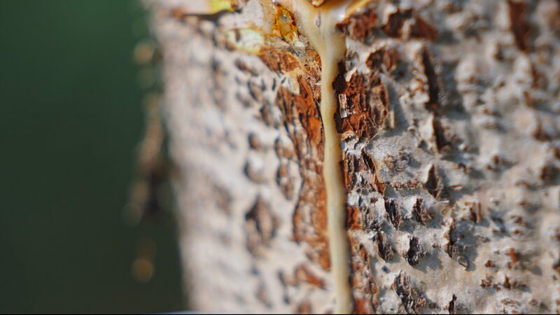 Lacquer harvesting: The origin and craft behind lacquerware art video poster