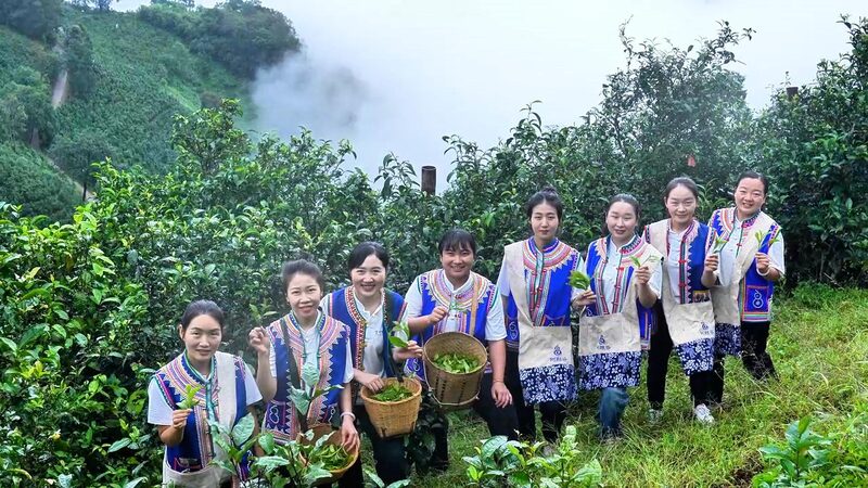 Mountain Tea Travels: Lahu People Share Bingdao Tea in Beijing! Lahu people showcase Bingdao tea at Beijing expo video poster