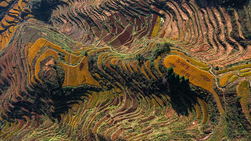 Exploring the Golden Harvests of Zhejiang’s Ancient Terraces 🌾 Live: Experience the countryside harvest scene in E China's Zhejiang video poster