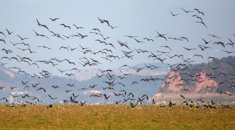 Migratory_birds_flock_to_Poyang_Lake_for_winter_shelter-2 - My Global News: Young Voices Migratory birds flock to Poyang Lake for winter shelter