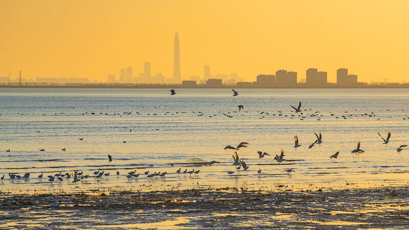Migratory Birds Flock to Tianjin’s Coastal Wetlands🐦🌊 Migratory birds thrive in Tianjin's coastal wetlands