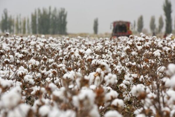 Why Are Some Companies Saying No to Xinjiang Cotton? 🧦 Multinationals should not be pawns of Western political dominance