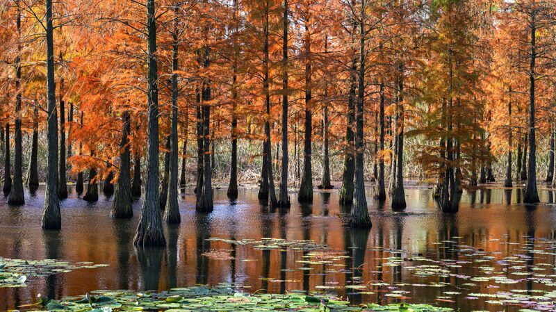 Discover the Fiery Forest of Nanjing! Nanjing's pond cypress park dons fiery winter look