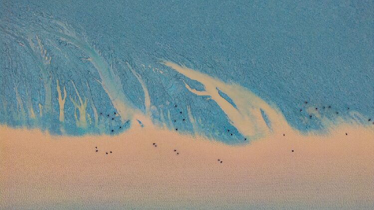 Birds Dance with the Tides on the Qiantang River! Nature's dance unfolds as birds soar above river's tides in Zhejiang