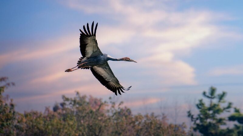 Rare White-Naped Cranes Flock to North China’s Wetland North China wetland welcomes large number of rare cranes
