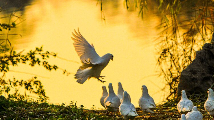 Playful_flock_of_white_doves_spotted_in_Shi_Jing_Cultural_Park - My Global News: Young Voices Playful flock of white doves spotted in Shi Jing Cultural Park
