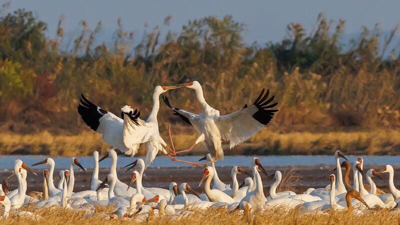 Siberian_cranes_arrive_at_their_overwintering_habitat_in_Jiangxi - My Global News: Young Voices Siberian cranes arrive at their overwintering habitat in Jiangxi