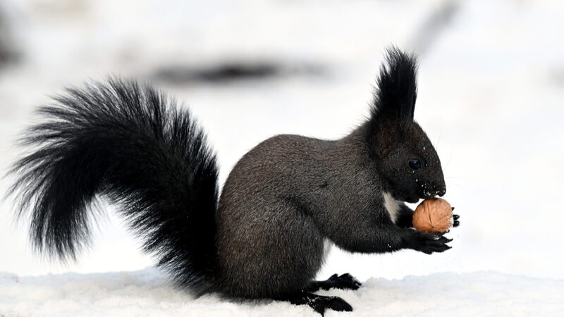 Playful Squirrels Bring Joy to Shenyang’s First Snow! Squirrels' antics add cheer to Shenyang park