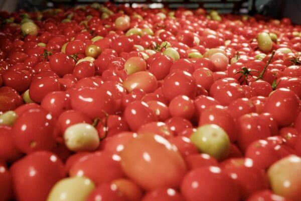 The Smart Way to Grow Tomatoes! π
The smart way to plant tomatoes