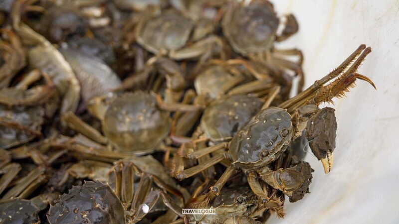 This is where they raise some of China's most prized crabs