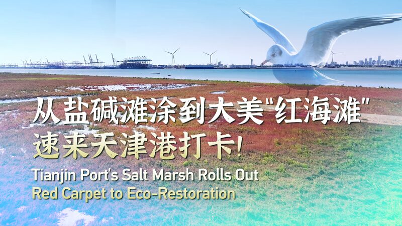 Tianjin_Ports_salt_marsh_rolls_out_red_carpet_to_eco-restoration_poster-2 - My Global News: Young Voices Tianjin Port's salt marsh rolls out red carpet to eco-restoration video poster