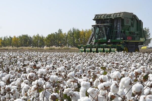 Xinjiang’s Cotton Harvest Reaches New Heights in 2024 Xinjiang's cotton output grows in 2024