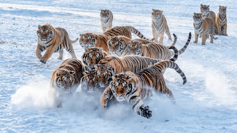 A_snowy_playground_for_the_Siberian_tigers - My Global News: Young Voices A snowy playground for the Siberian tigers