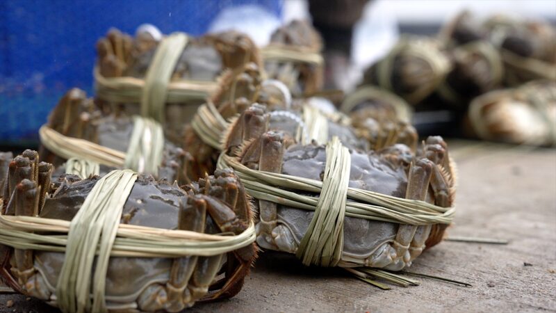 Binding hairy crabs a risky business video poster