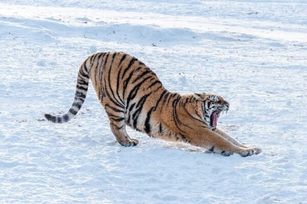 China Opens New Wildlife Center to Protect Tigers and Leopards π―π China establishes wildlife center for tiger, leopard protection