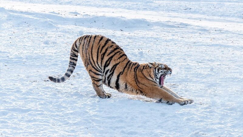 China establishes wildlife center for tiger, leopard protection