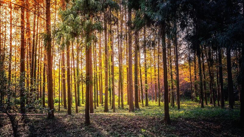 China plants 4.45 million hectares of trees in 2024