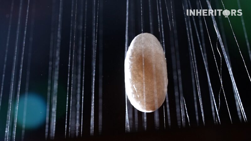 From silkworm to art: The story of silk