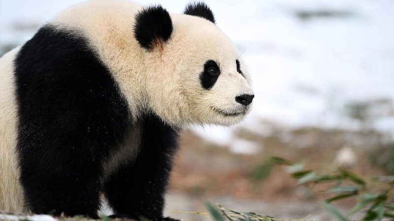 Giant panda couple makes public debut in Washington