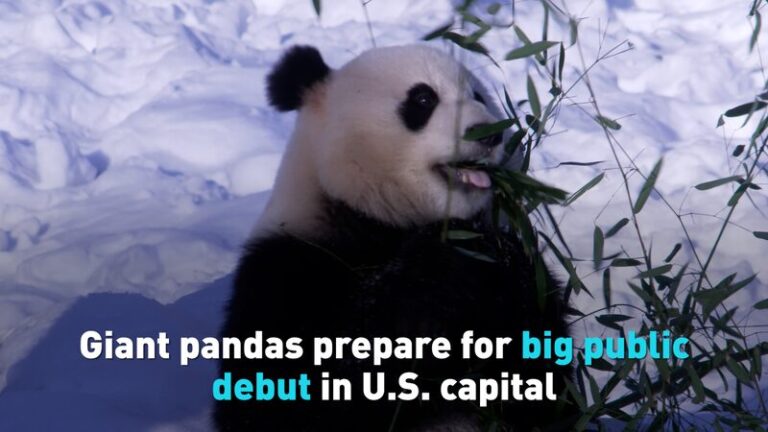 Giant pandas prepare for big public debut in U.S. capital video poster