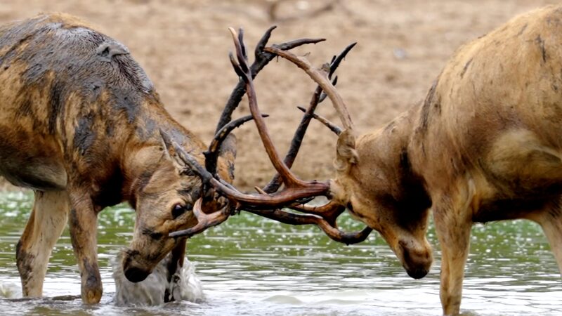 Global_conservation_efforts_revive_lost_species_poster-1-1 - My Global News: Young Voices Global conservation efforts revive lost species video poster