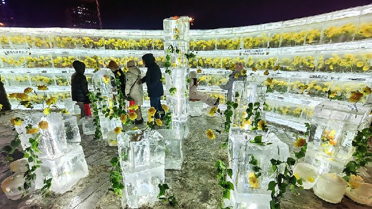 Golden_roses_frozen_in_ice_light_up_Harbins_winter - My Global News: Young Voices Golden roses 'frozen' in ice light up Harbin's winter