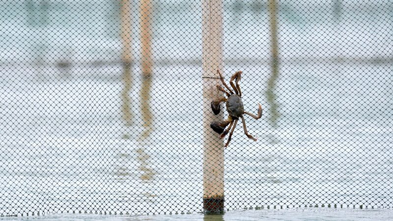 How_to_pick_a_good_hairy_crab_poster - My Global News: Young Voices How to pick a good hairy crab? video poster