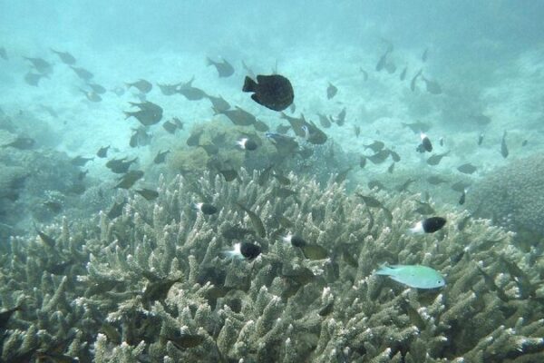 Huawei Helps Protect Kenya’s Sea Life with Cool Tech! π Huawei launches conservation project for marine protection in Kenya